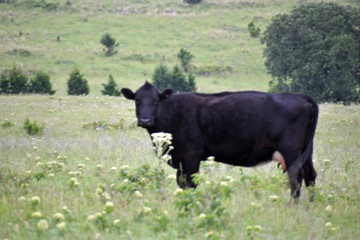 Black Angus Cow