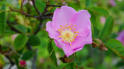 Incredible beautiful and fragrant Rosa rubiginosa flower on green foliage background. The tea made from the hips of this rose is very popular as a healthy beverage.