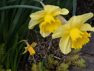 several bright yellow doffodils in full bloom