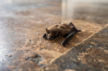 A bat crawling on the marble floor of a shopping center, Greece