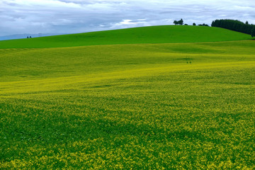Yellow fields of canola or rape plants in full bloom. Canola fields near Salem, Oregon. United States of America.