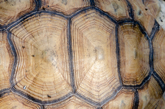 detail of turtle pattern background