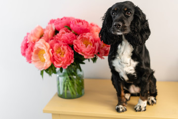 Black dog, Russian Spaniel sitting with Coral peonies in a glass vase. Beautiful peony from floral shop. Flowers delivery. Copy space