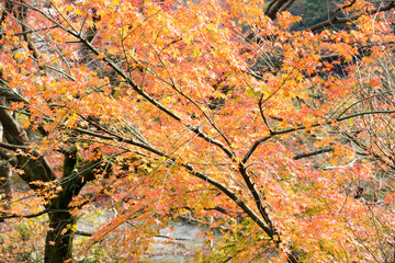Japanese red maple leaves at autumn. Japan