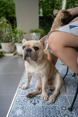 French bulldog is sitting down with his owners in the moring