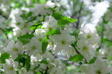 blooming Apple tree on a Sunny summer day