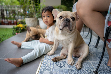 French bulldog is sitting down with his owners