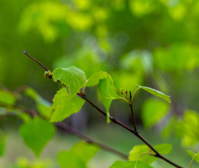 green birch leaves on summer sunny day