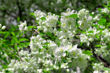 blooming Apple tree on a Sunny summer day