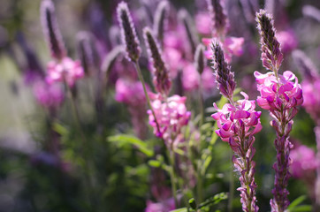 Obraz premium Onobrychis viciifolia inflorescence, common sainfoin with pink flowers. Wild pink flowers background