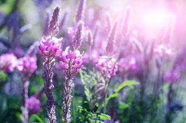 Obraz premium Onobrychis viciifolia inflorescence, common sainfoin with pink flowers. Wild pink flowers with sun flare background
