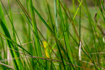 green leaves of grass on a summer day