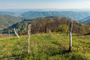 Fototapeta na wymiar Few lines raspberry farm. Raspberry Plantation in Serbia