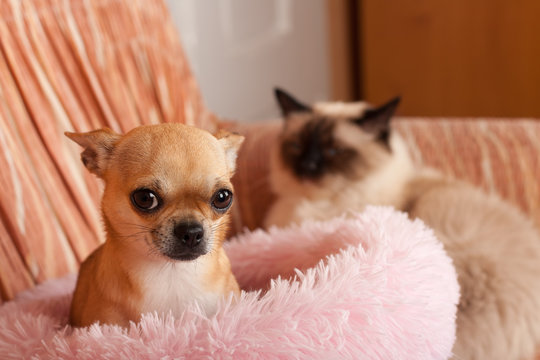 Cinnamon Chihuahua dog female and on the background a seal point Birman male cat