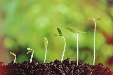 Growth of new life on  background