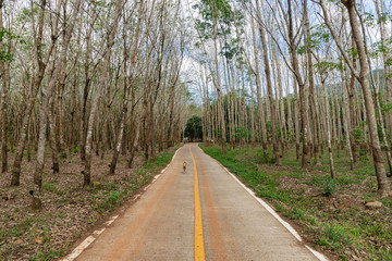 Road with dog through the middle of the rubber or Hevea brasiliensis plantation. Koh Chang island, Thailand.
