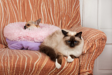 Seal point Birman male cat  and on the background  cinnamon Chihuahua dog female sleeps on sofa.
