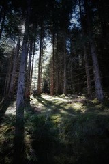 beautiful dark forest with sunbeams 