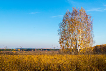 Obraz na płótnie Canvas Golden field with grass, birch tree in the background and deep blue sky