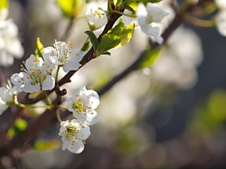 スモモの花