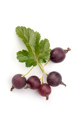 black currant isolated