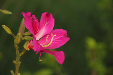 Fototapeta premium blossom