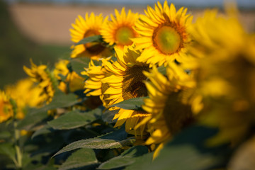 Sunflower field landscape