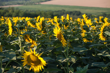 Obraz premium Sunflower field landscape