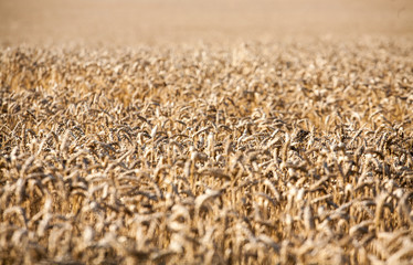 backdrop of ripening ears of yellow wheat field