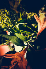 The colorful flowers.