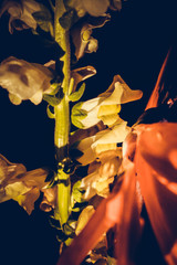 The colorful flowers.