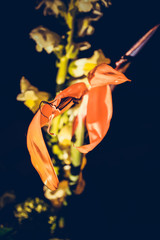 The colorful flowers.