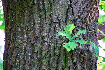 Green sprout growing on tree bark