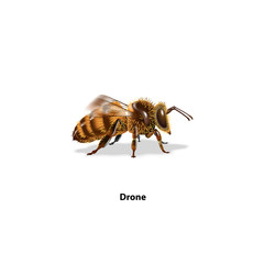 Bee Drone side on white background