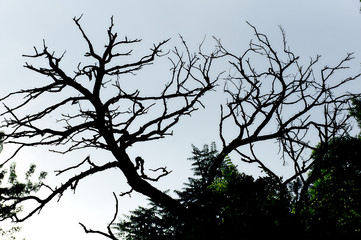 Dry branches of a tree against the sky, wallpaper