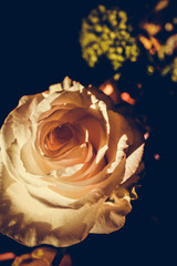 The colorful flowers.