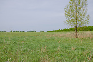 landscape the wood in the spring to Siberia Russia