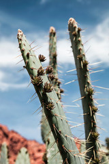 Details of prickly pear cactus growing in the desert, USA