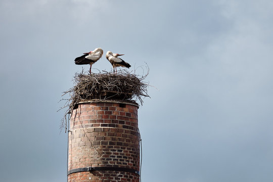 Storch Parr sitzt im Nest begr&uuml;sst sich