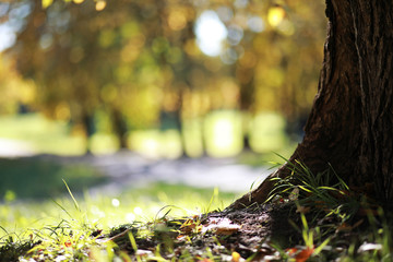 Autumn background in the park