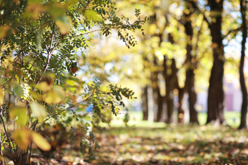 Autumn background in the park