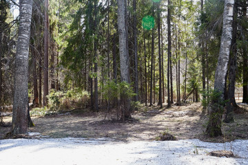 Trees in the forest in the early spring and snow near their trunks