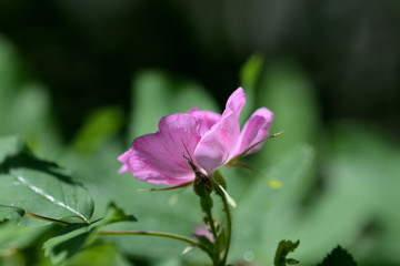 Rosehip flower close up on a bright sunny day
