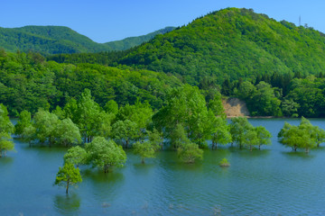 Fototapeta na wymiar 新緑の錦秋湖(岩手県) Kinshuko in Iwate Japan