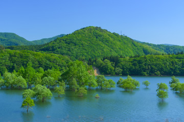 Obraz premium 新緑の錦秋湖(岩手県) Kinshuko in Iwate Japan