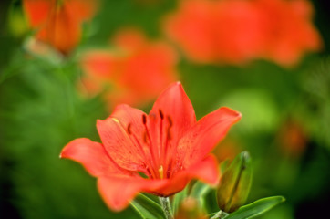 Fototapeta premium red flower in the garden