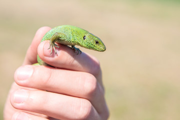 male sand lizard in the hands