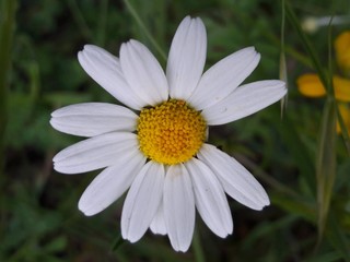 Obraz premium white flower on green background
