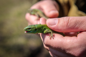 male sand lizard in the hands