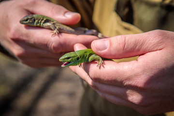 male sand lizard in the hands